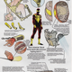 Esquema del traje “Iron Spider” desarrollado por Tony Stark.
